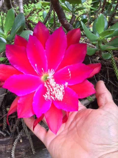 Hawaiian Red Flower